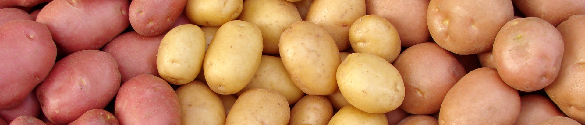 Сорт картофеля палац. Сорт картофеля Эдисон. Семенная картошка. Картошка отборная.